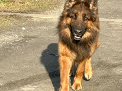 Suczka Dobra Wola