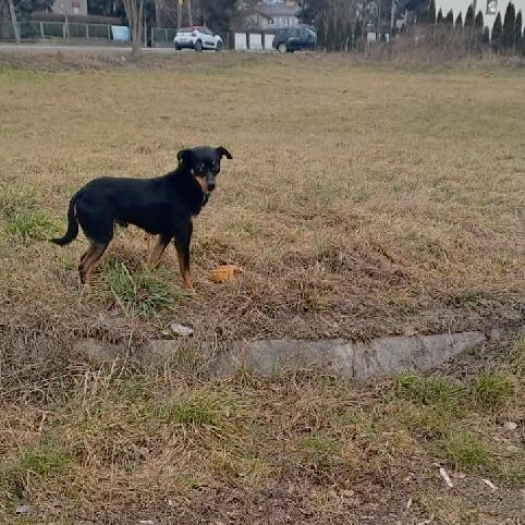 Pies błąkający się po ulicy Czerskiej.