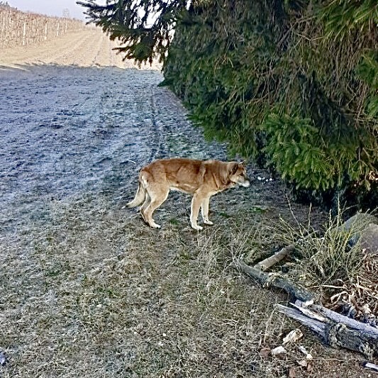 Pies błąkający się po Zbroszy Dużej.