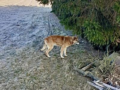 Pies błąkający się po Zbroszy Dużej.