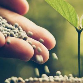 Zdjęcie przedstawia ziarna spadające z otwartej dłoni