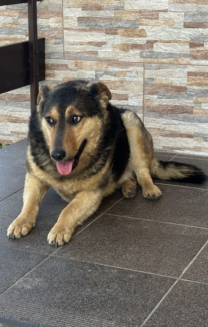 Pies błąkający się po miejscowości Olszany.