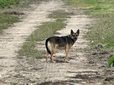 Pies błąkający się w miejscowości Miedzechów.