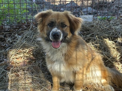 Piesek do adopcji.