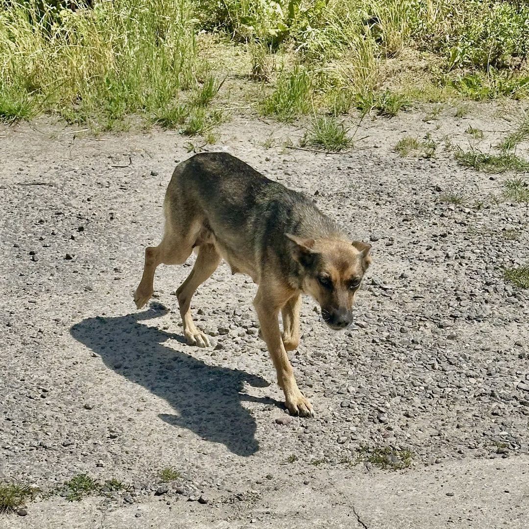 Błąkająca się po Bronisławowie i Gołębiowie suczka.