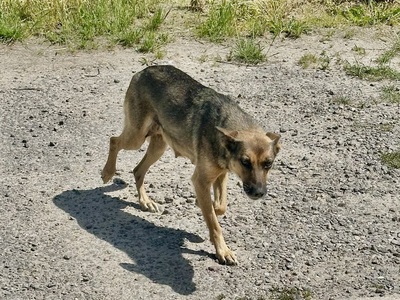 Błąkająca się po Bronisławowie i Gołębiowie suczka.