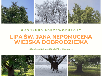 Plakat promujący Lipę św. Jana Nepomucena z Dulczy Wielkiej - polskiego kandydata w konkursie na Europejskie Drzewo Roku 2021. Na plakacie drzewo we wiosennym, letnim oraz zimowym anturażu.