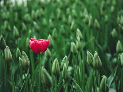 Na zdjęciu rozkwitnięty czerwony tulipan na tle nierozkwitniętych zielonych tulipanów.