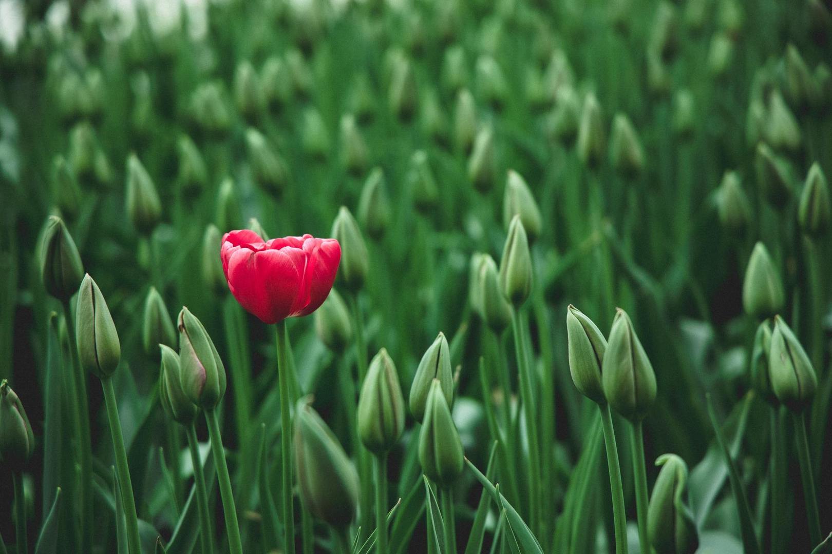 Na zdjęciu rozkwitnięty czerwony tulipan na tle nierozkwitniętych zielonych tulipanów.