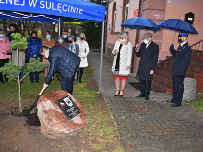 Symboliczne nasadzenie drzewka przez burmistrza Sulęcina.