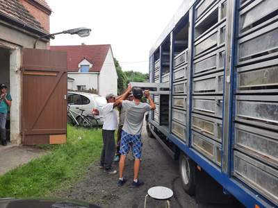 Zakończenie sezonu lotowego gołębi pocztowych.