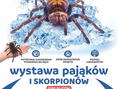 Zapraszamy na niesamowitą wystawę żywych pająków i skorpionów!