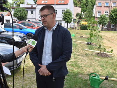 Nasadzenie drzewek przy zakończonej inwestycji w Sulęcinie. 