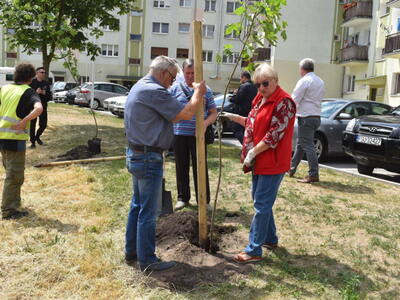 Nasadzenie drzewek przy zakończonej inwestycji w Sulęcinie. 
