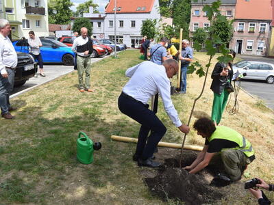 Nasadzenie drzewek przy zakończonej inwestycji w Sulęcinie. 