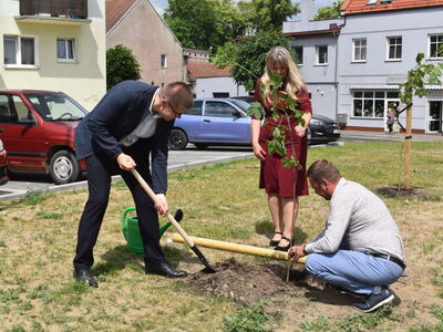 Nasadzenie drzewek przy zakończonej inwestycji w Sulęcinie. 