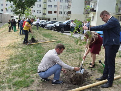 Nasadzenie drzewek przy zakończonej inwestycji w Sulęcinie. 