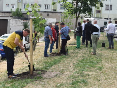 Nasadzenie drzewek przy zakończonej inwestycji w Sulęcinie. 