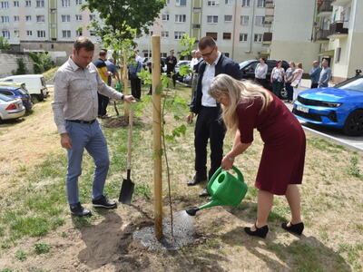 Nasadzenie drzewek przy zakończonej inwestycji w Sulęcinie. 