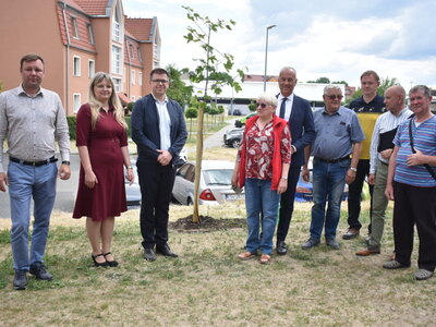 Nasadzenie drzewek przy zakończonej inwestycji w Sulęcinie.