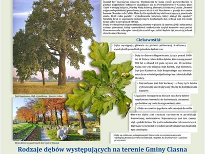 Alt="Zdjęcie przedstawia projekt tablicy poświęconej tematyce drzew- dębów."