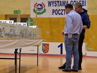 Alt="Zdjęcie z 48 Wystawy Gołębi Pocztowych w Ciasnej, autor: Radosław Gruca."