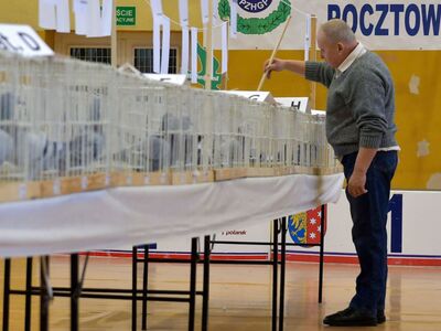 Alt="Zdjęcie z 48 Wystawy Gołębi Pocztowych w Ciasnej, autor: Radosław Gruca."