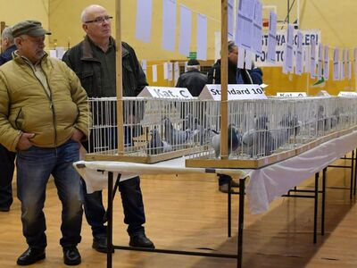 Alt="Zdjęcie z 48 Wystawy Gołębi Pocztowych w Ciasnej, autor: Radosław Gruca."