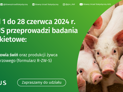 Alt="Plakat dotyczący badania GUS "Badanie pogłowia świń oraz produkcji żywca wieprzowego"."