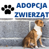 Adopcja zwierząt