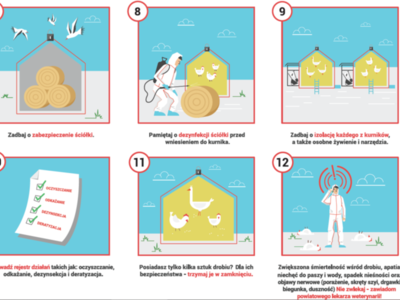 Grafika w sprawie ptasiej grypy