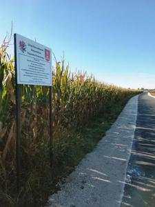 Droga asfaltowa, pobocza z jasnego kamienia. Za drogą rośnie kukurydzy. Przed kukurydzą stoi biała tablica, na której są loga Województwa i gminy Janikowo oraz czarny tekst.
