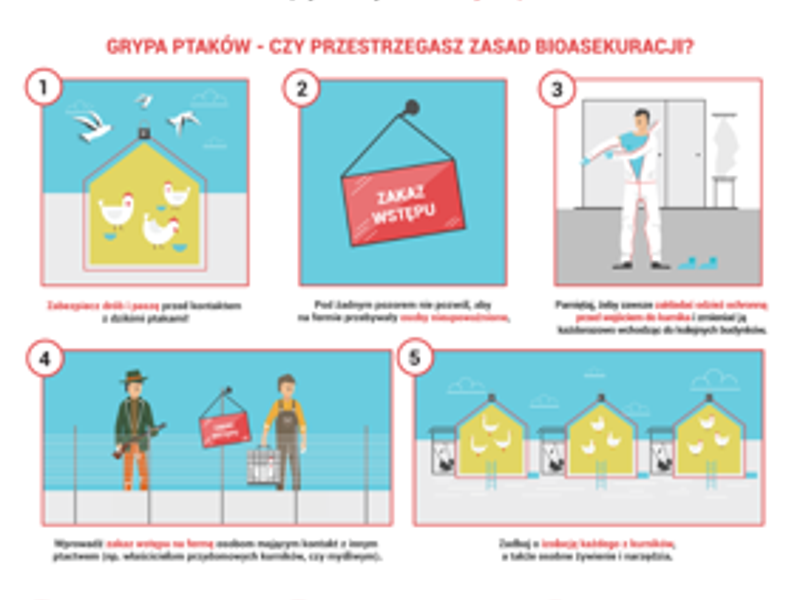 Plakat dotyczący zasad bioasekuracji przy grypie ptaków