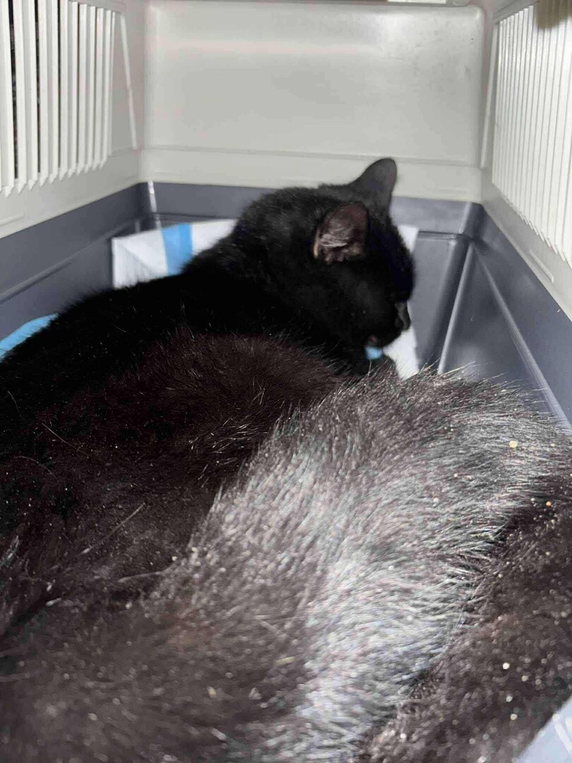 kotek.jpg [1536x2048]