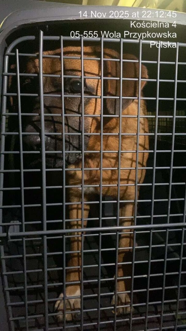 piesek.jpg [720x1280]