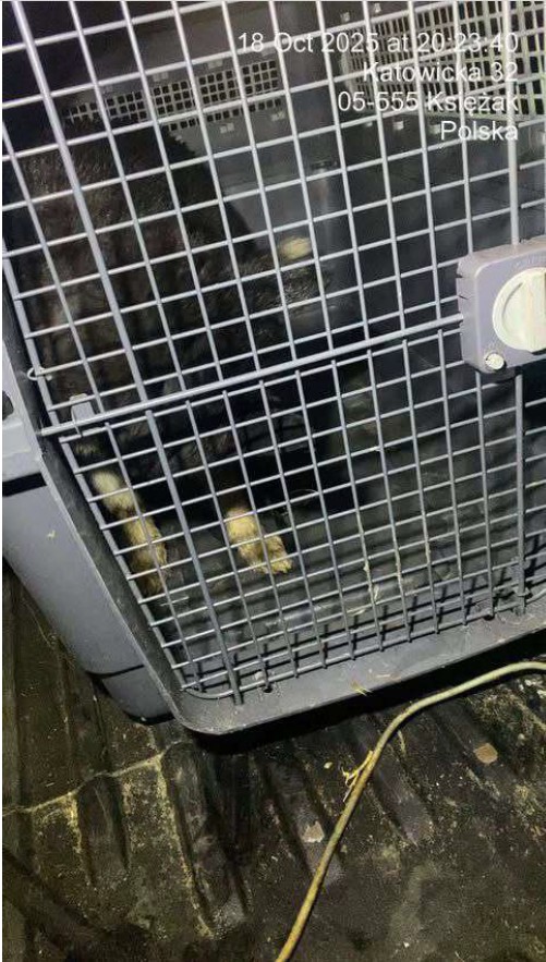 zrzut_ekranu_20251118_090642.jpg [501x883]