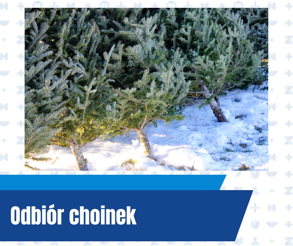 odbiór choinek