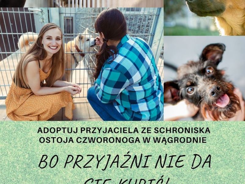Plakat promujący adopcję zwierząt