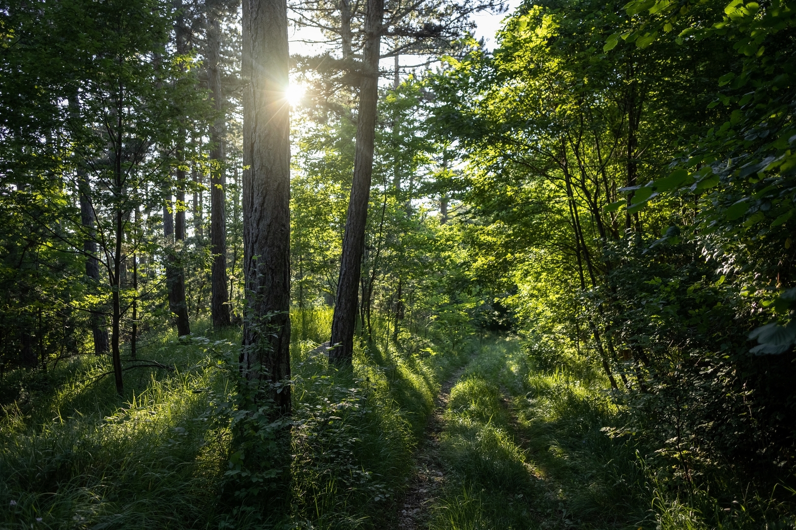 Zdjęcie przedstawiające las