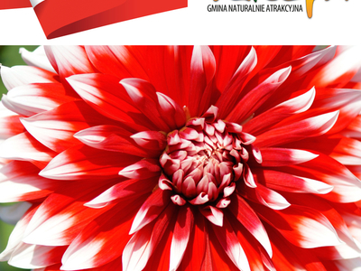 Baner przedstawiający flagę Polski i kwiat biało-czerwony
