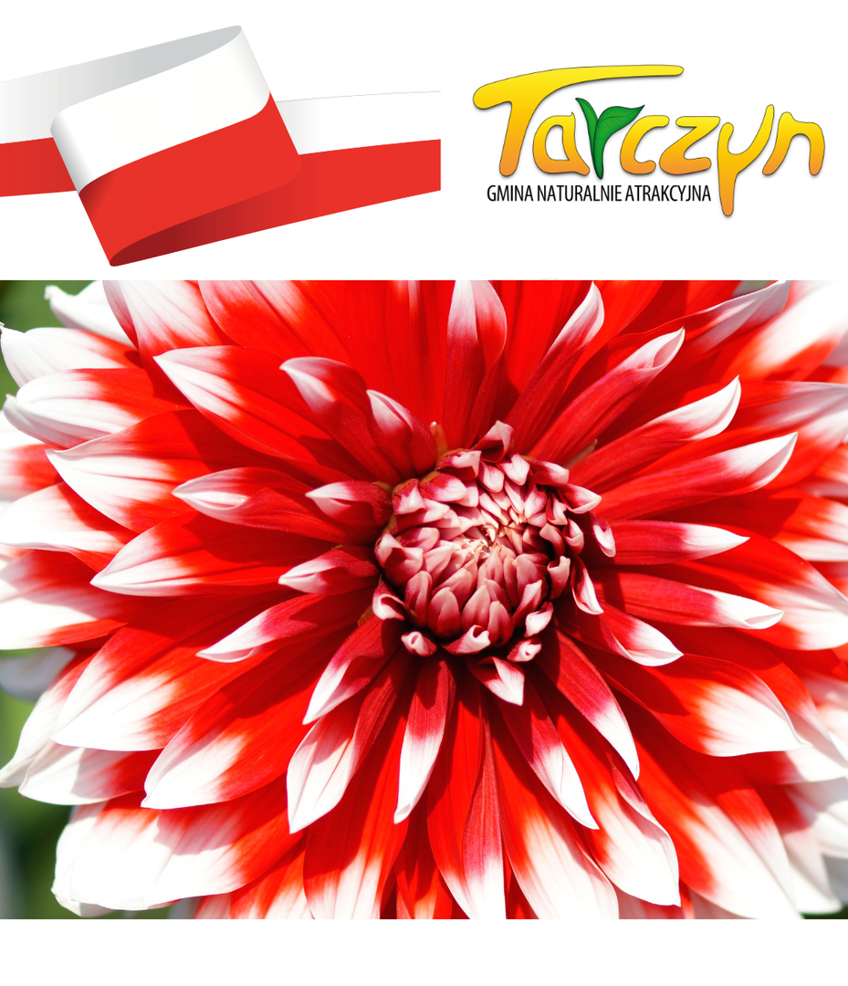 Baner przedstawiający flagę Polski i kwiat biało-czerwony