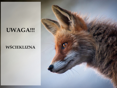 Baner przedstawiający lisa z napisem Uwaga wścieklizna