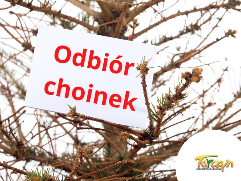 odbiór choinek