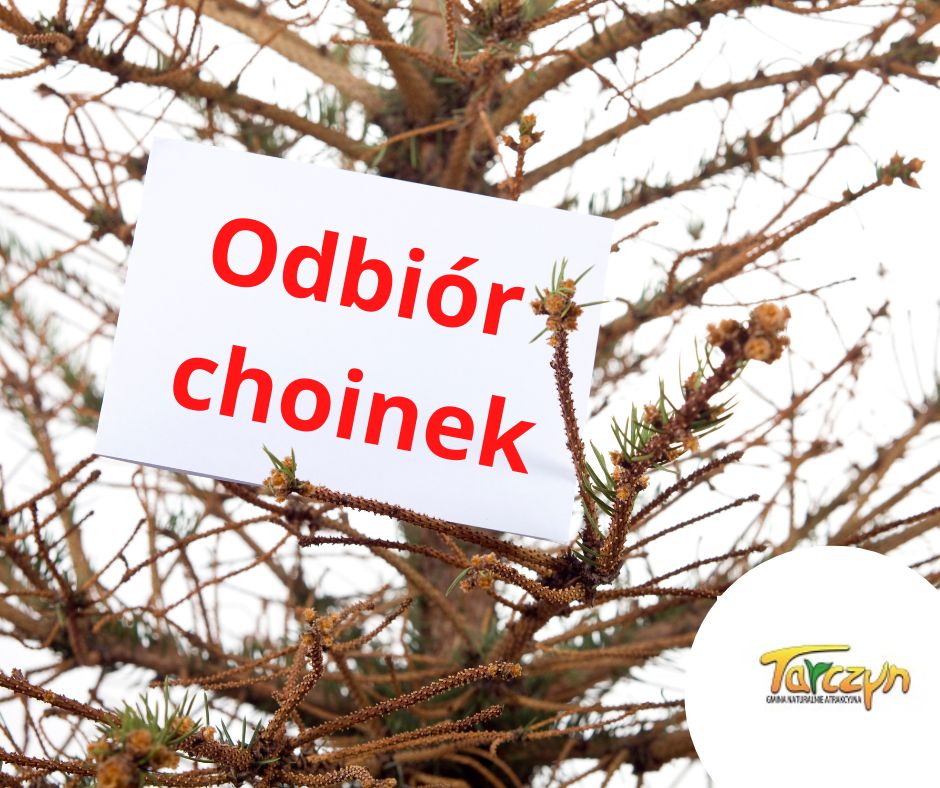 odbiór choinek