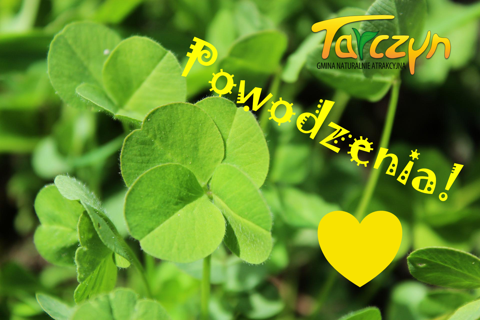 Zdjęcie przedstawia czterolistną koniczynę wraz z logotypem Tarczyna i tekstem powodzenia