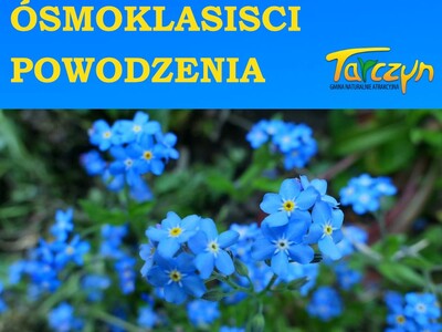 Baner przedstawia niezapominajki