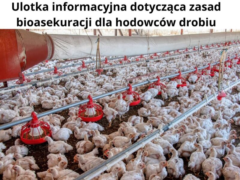 ferma drobiu
