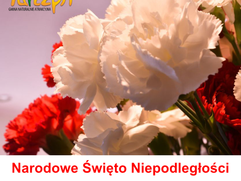 zdjęcie przedstawia bukiet biało-czerwonych goździków