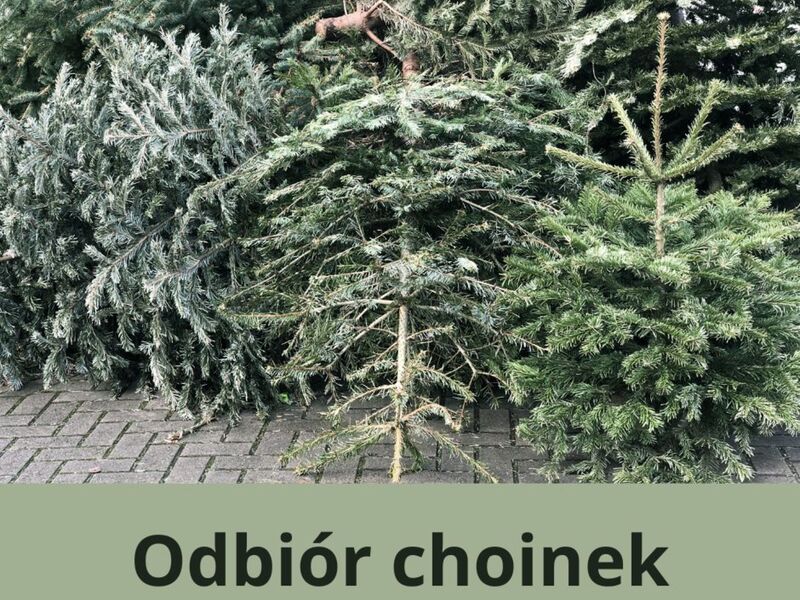 Baner dot. odbioru choinek