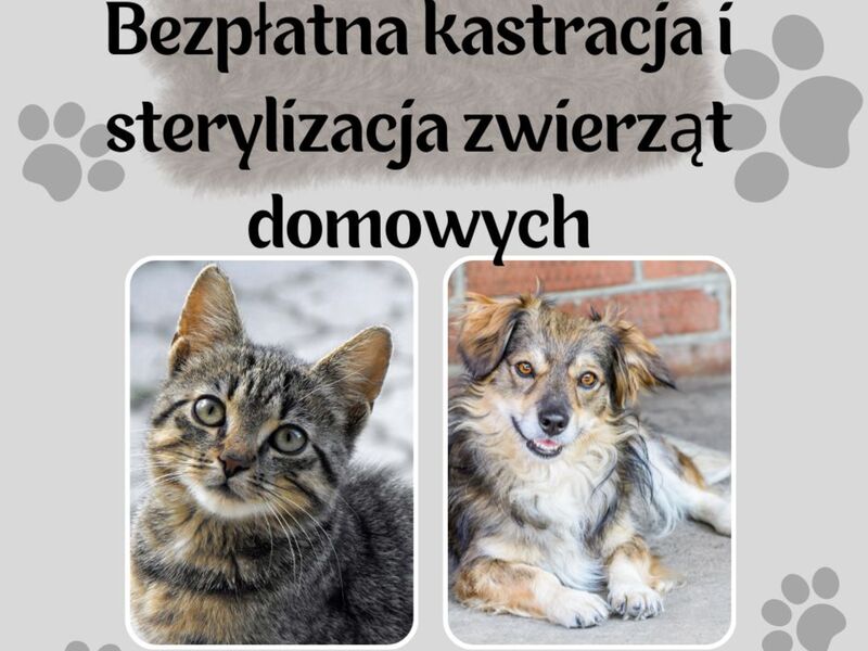 kastracja